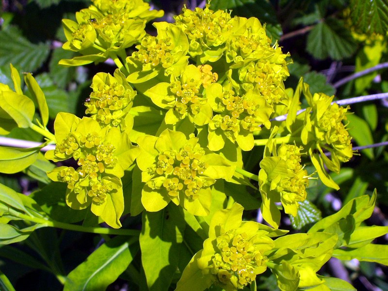 Euphorbia palustris