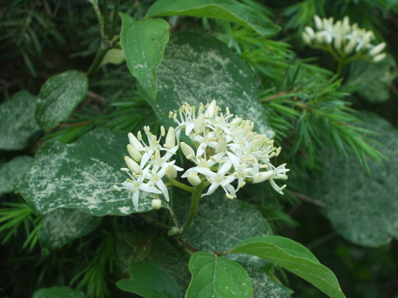 Cornus sanguinea