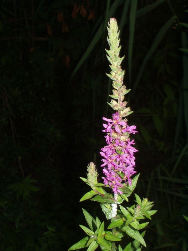 Lythrum salicaria