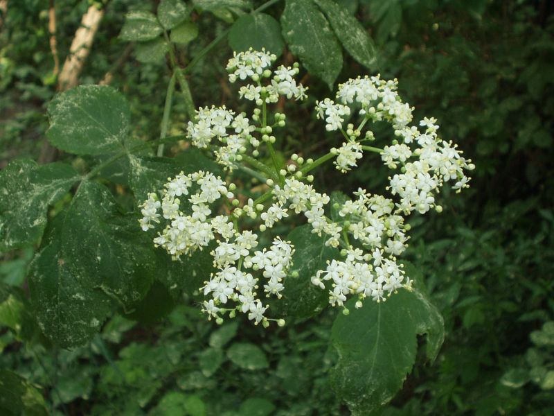 Sambucus nigra